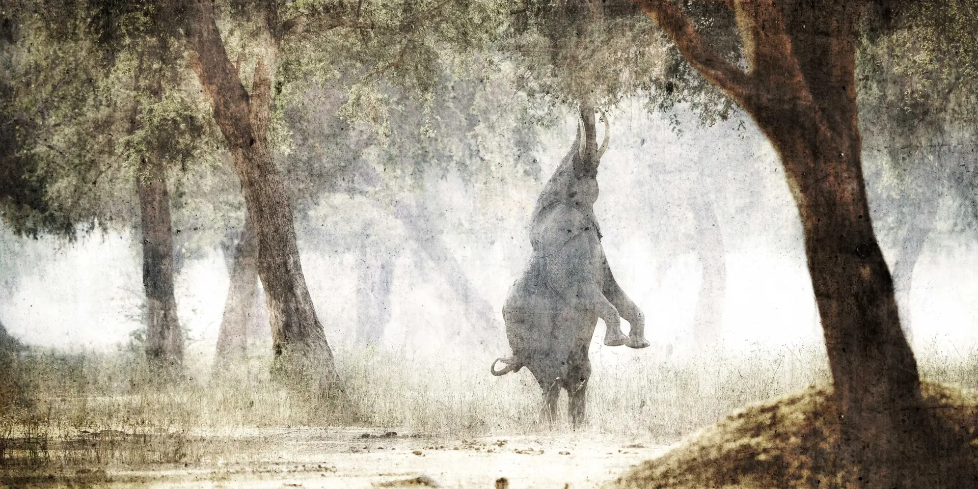 Ein Elefant richtet sich auf seinen Hinterbeinen auf, um nach den Ästen eines Baumes in einem mistigen Wald zu greifen