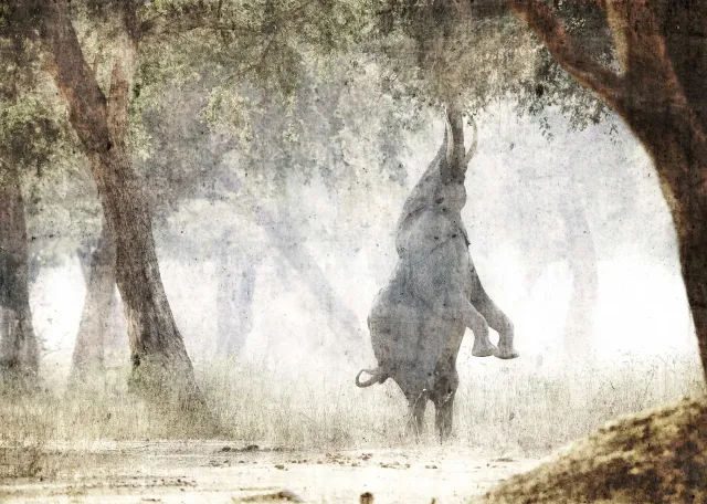 Ein Elefant richtet sich auf seinen Hinterbeinen auf, um nach den Ästen eines Baumes in einem mistigen Wald zu greifen